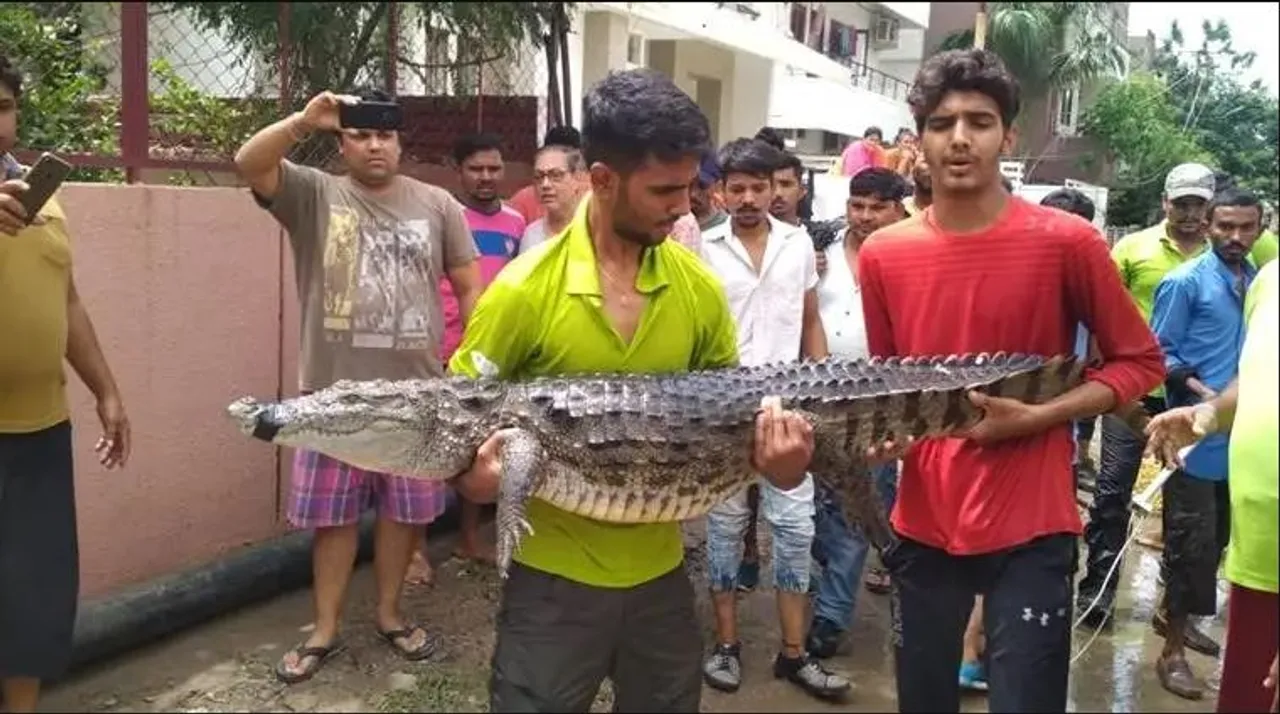  ଗୁଜରାଟରେ ବନ୍ୟାର ଭୟଙ୍କର ଦୃଶ୍ୟ । କେଉଁଠି କୁମ୍ଭୀର ଶୋଇଛି, ଆଉ କେଉଁଠି କାର୍ ବାସୁଛି, ଫଟୋରେ ଫଟୋରେ ଦେଖନ୍ତୁ ବନ୍ୟାର ସ୍ଥିତି