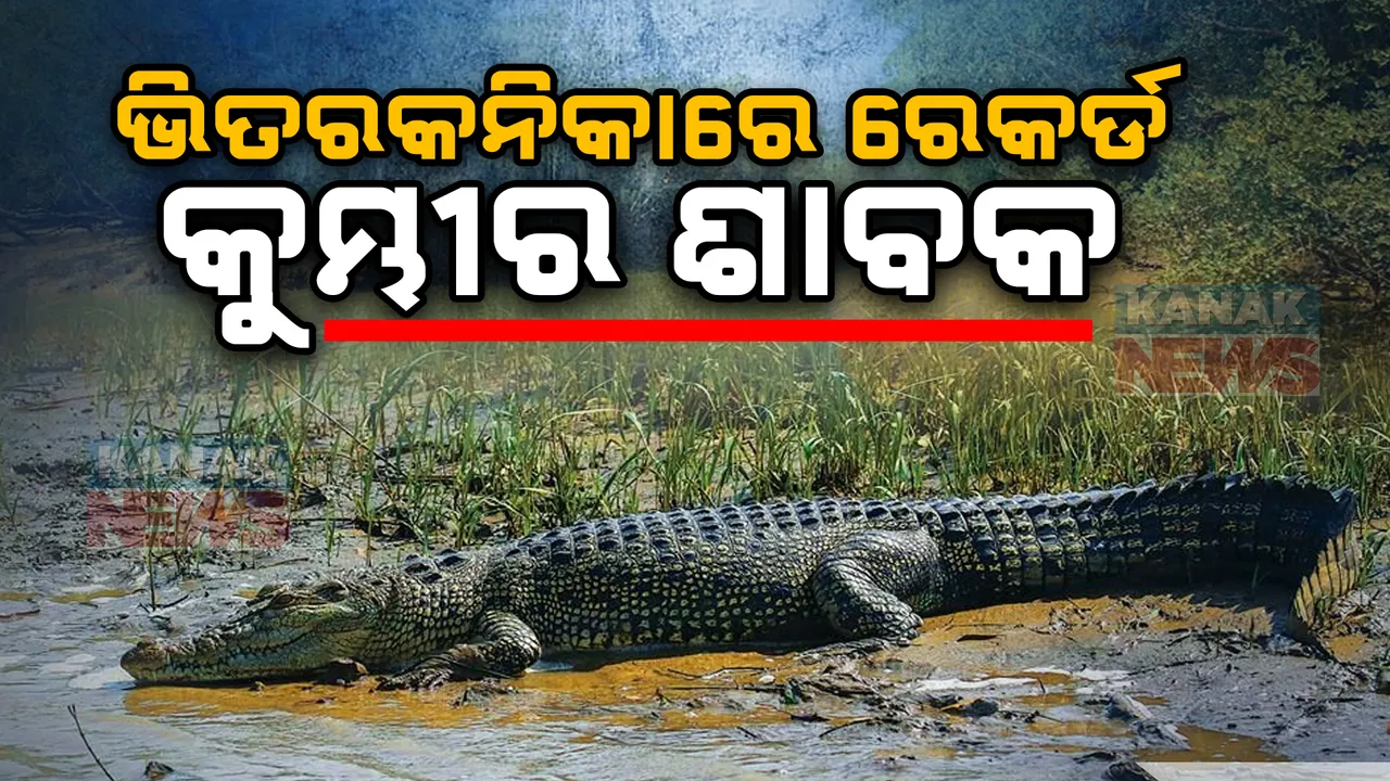  ଭିତରକନିକାରେ ରେକର୍ଡ ସଂଖ୍ୟକ କୁମ୍ଭୀର ଶାବକ ଜନ୍ମ , ତିନିଦିନ ଭିତରେ ନଦୀ ନାଳରେ ୨୫୦୦ ଶାବକ ଜନ୍ମ