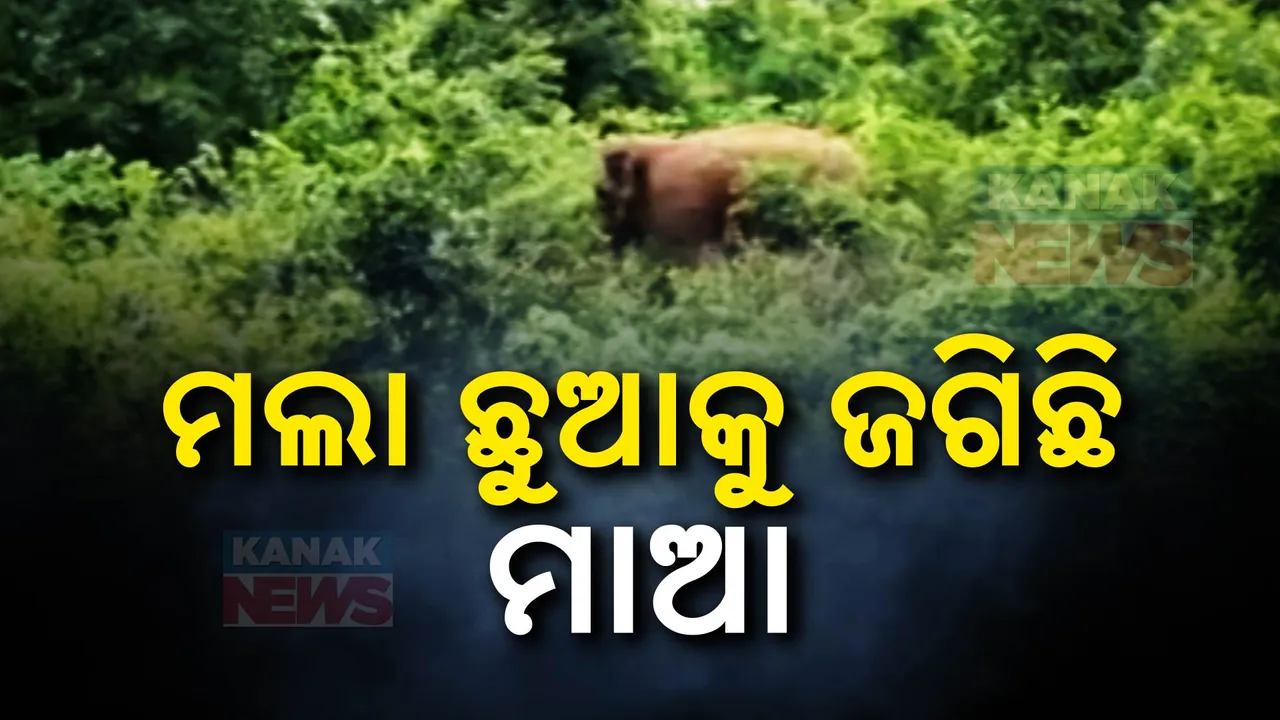  ଟ୍ରେନ୍ ଲାଇନ୍‌ରେ କଟି ଛୁଆ ହାତୀର ମୃତ୍ୟୁ; ଛୁଆର ମୃତଦେହ ପାଖରେ ଜଗି ରହିଛି ଆହତ ମାଆ