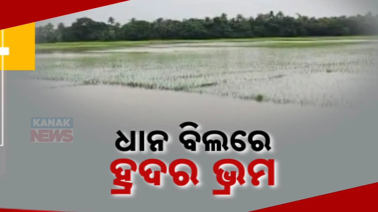  ଜଗତସିଂହପୁର ଚାଷୀଙ୍କ ପାଇଁ ଦୁଃଖ ପାଲଟିଛି ହଂସୁଆ ନଦୀ । ହୋଇପାରୁନି ଜଳ ନିଷ୍କାସନ । ଧାନ ବିଲରେ ଲହଡି ମାରୁଛି ନଦୀ ପାଣି