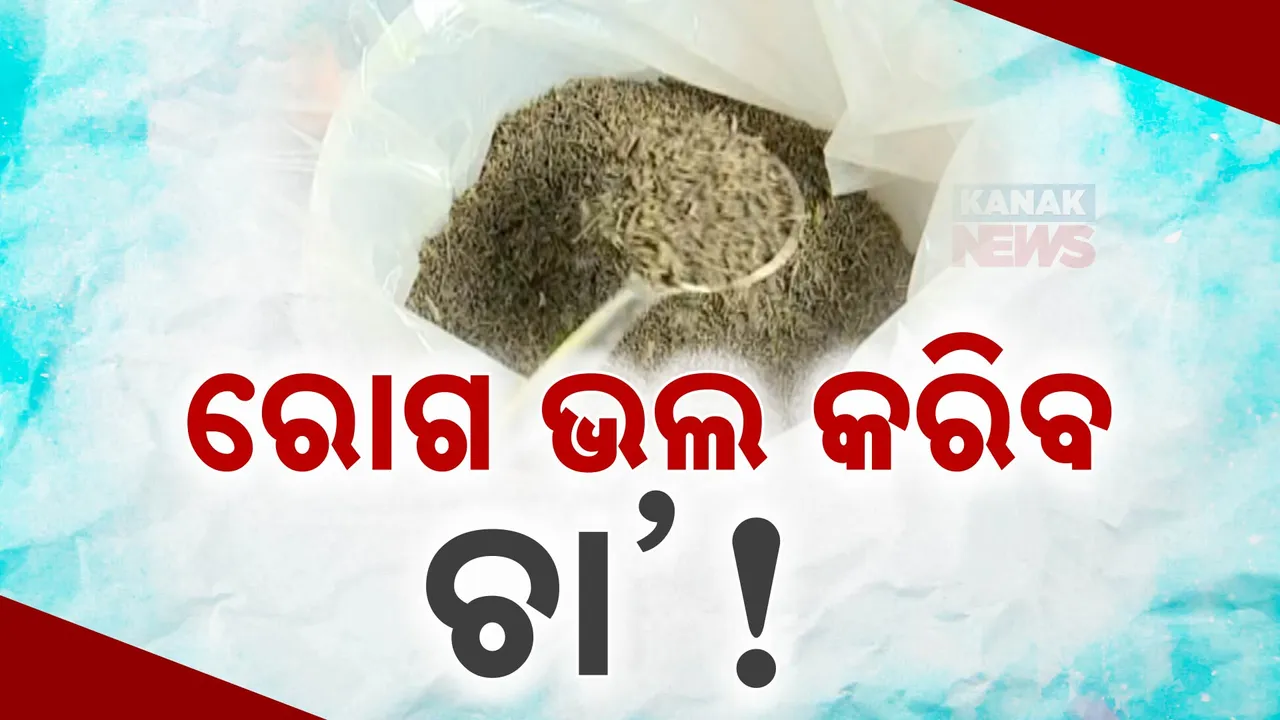  ଦଶହରାରେ ବଜାରକୁ ଆସିବ ଔଷଧୀୟ ଚା’ । ୮ ପ୍ରକାର ହର୍ବାଲ ଟି ପ୍ରସ୍ତୁତ କରିଛି ସମ୍ୱଲପୁର ବିଶ୍ୱବିଦ୍ୟାଳୟ ।