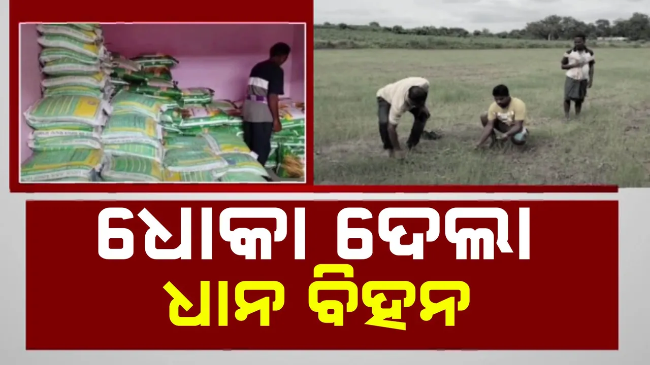  ଧୋକା ଦେଲା ସରକାରୀ ବିହନ ।  ଗଜା ହେଉନି ଧାନ ବିହନ ।