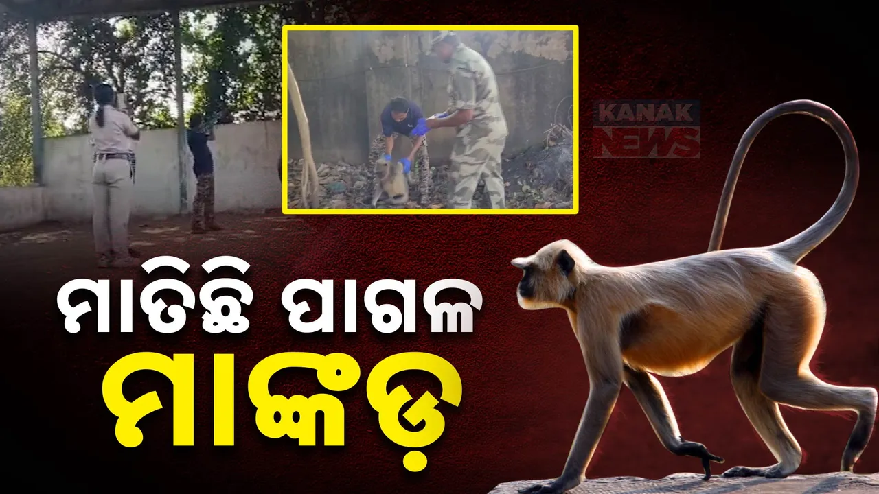  ଗାଁରେ ପାଗଳ ମାଙ୍କଡ ଆତଙ୍କ ! ଟ୍ରାଙ୍କୁଲାଇଜ୍ କଲେ ନନ୍ଦନକାନନ କର୍ମଚାରୀ
