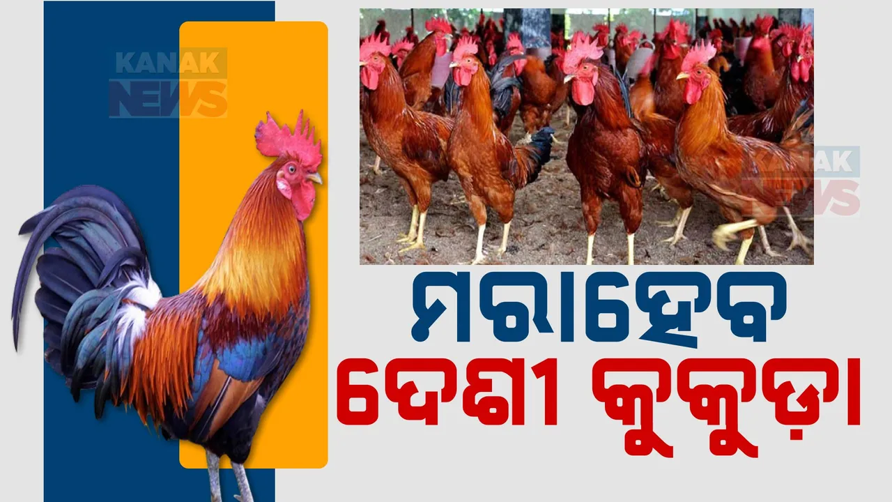  ଆଜିଠୁ ମରାହେବ ଦେଶୀ କୁକୁଡ଼ା ; ୩ଦିନରେ ପୋତାଗଲାଣି ୨୬ହଜାରରୁ ଅଧିକ କୁକୁଡା
