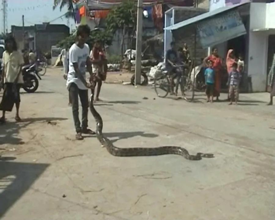  ଦିଗପହଣ୍ଡି : ଉଦ୍ଧାର ହେଲା ୧୫ ଫୁଟ ଲମ୍ବର ଅଜଗର