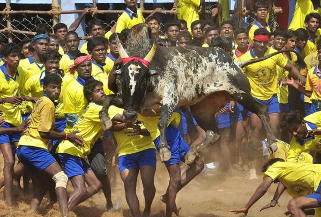  ସଂସ୍କୃତି ପରଂପରାକୁ ମିଳିଲା ସମ୍ମାନ: ଅଧ୍ୟାଦେଶ ମଂଜୁରୀ ପରେ ବିଭିନ୍ନ ସ୍ଥାନରେ ଆରମ୍ଭ ହେଲା ଜଲ୍ଲିକଟ୍ଟୁ