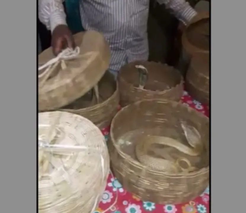  ନୟାଗଡ : ରଣପୁର ବନାଂଚଳ ବରମୂଳ ଗାଁରୁ ୫ରୁ ଅଧିକ ନାଗ ସାପ ଉଦ୍ଧାର