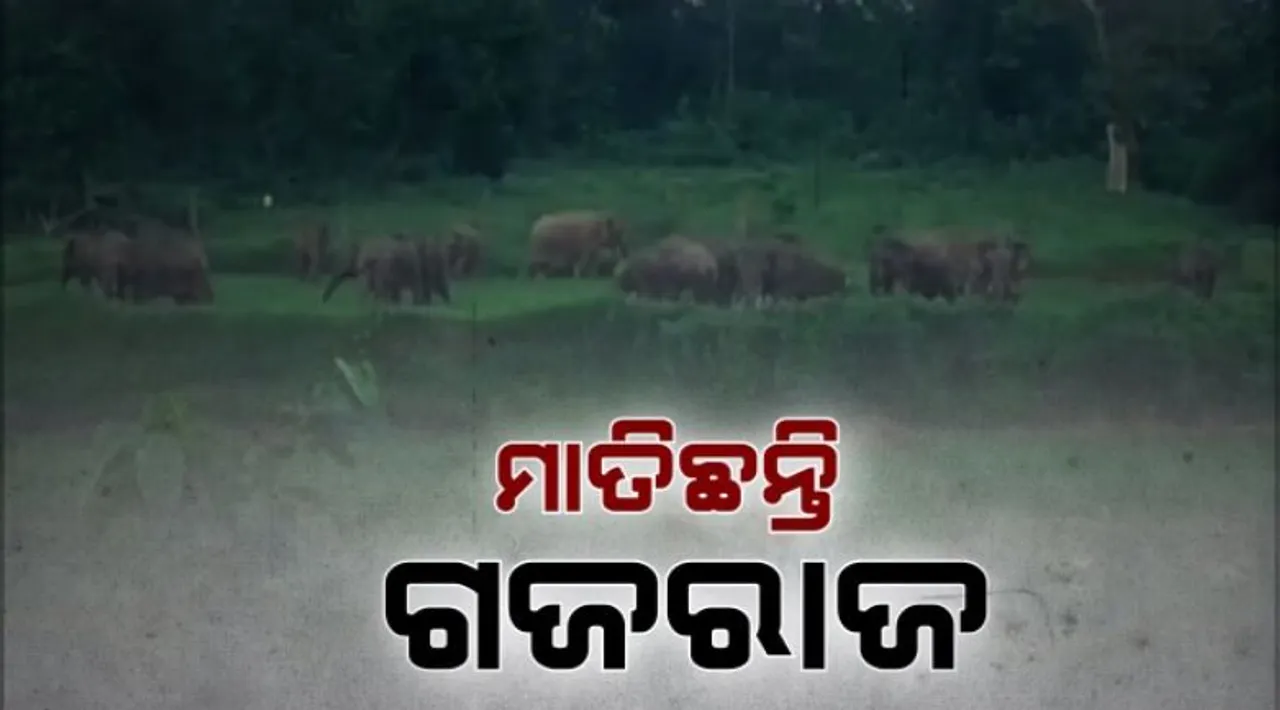  କରଞ୍ଜିଆରେ ହାତୀ ଉପଦ୍ରବ : ଲୋକଙ୍କୁ ଗୋଡାଉଛନ୍ତି ହାତୀ ପଲ, ବ୍ୟାପକ ଫସଲ ନଷ୍ଟ କରିବା ସହ କରୁଛନ୍ତି ଆକ୍ରମଣ