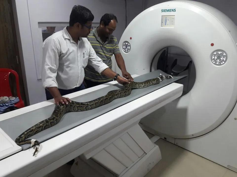  ଦେଶରେ ପ୍ରଥମ ! ଅଜଗରର ହେଲା ସିଟି ସ୍କାନ । ଆହତ ଅବସ୍ଥାରେ ଉଦ୍ଧାର ହୋଇ ଚିକିତ୍ସାଧୀନ ଅଜଗର