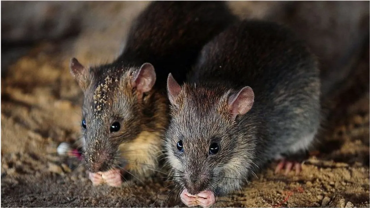  image courtesy-https://ichef-1.bbci.co.uk 
