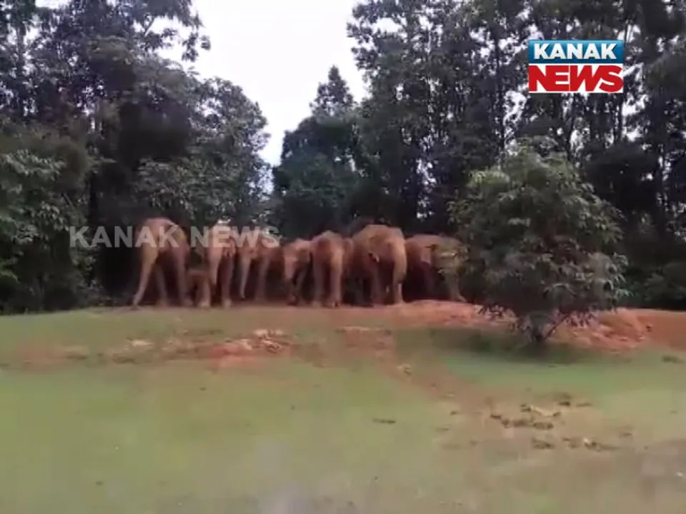  କେନ୍ଦୁଝର ଚମ୍ପୁଆ ରେଞ୍ଜ ଅଂଚଳରେ ହାତୀ ଉପଦ୍ରବ ! ଗାଁରେ ପଶି ଘର ଭାଙ୍ଗିବା ସହ ଧାନ ଫସଲ ନଷ୍ଟ କରୁଛନ୍ତି ହାତୀ ପଲ