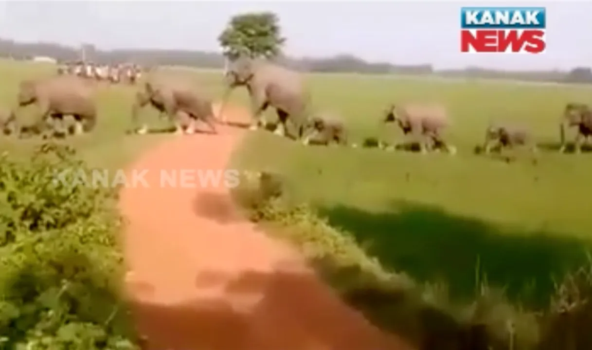 କେନ୍ଦୁଝରରେ ପଶିଲେ ଝାଡଖଣ୍ଡୀ ହାତୀ !