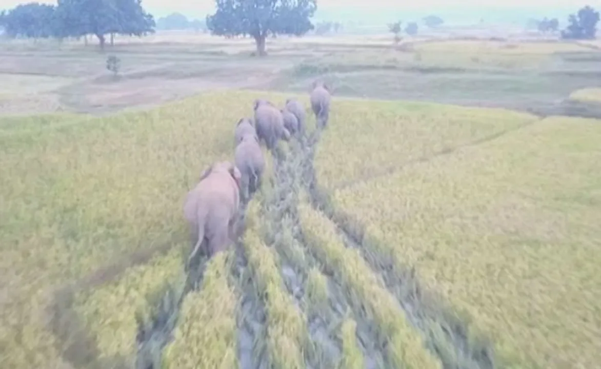  କେନ୍ଦୁଝର : ବନଖଣ୍ଡ ଅଂଚଳରେ ଆତଙ୍କ ଖେଳାଇଲେ ହାତୀପଲ