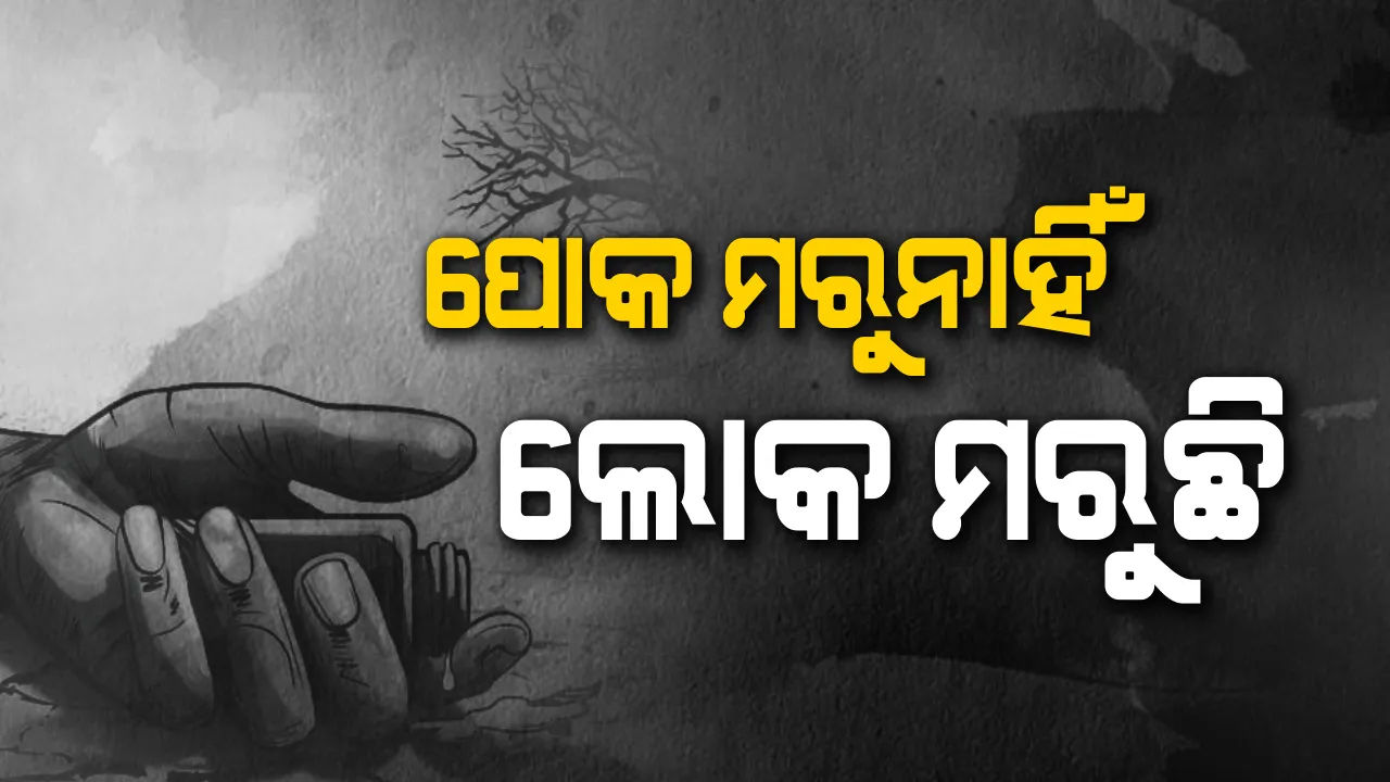  କୀଟନାଶକର କାହାଣୀ, ପୋକ ମରୁନାହିଁ ଲୋକ ମରୁଛି! ଚାଷ ଜମିରେ ଚକଡା ପୋକ କରୁଛି ରାଜୁତି