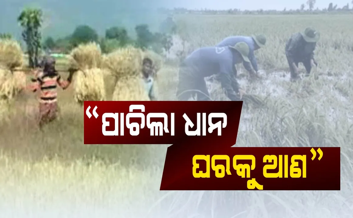  ଚାଷୀଙ୍କ ପାଇଁ ମାଡି ଆସୁଛି ବଡ ବିପଦ ! ଲୁଣ ପାଣି ଛିଞ୍ଚି ଫସଲ ରକ୍ଷା କରିବାକୁ ପରାମର୍ଶ ଦେଲା ଓୟୁଏଟି