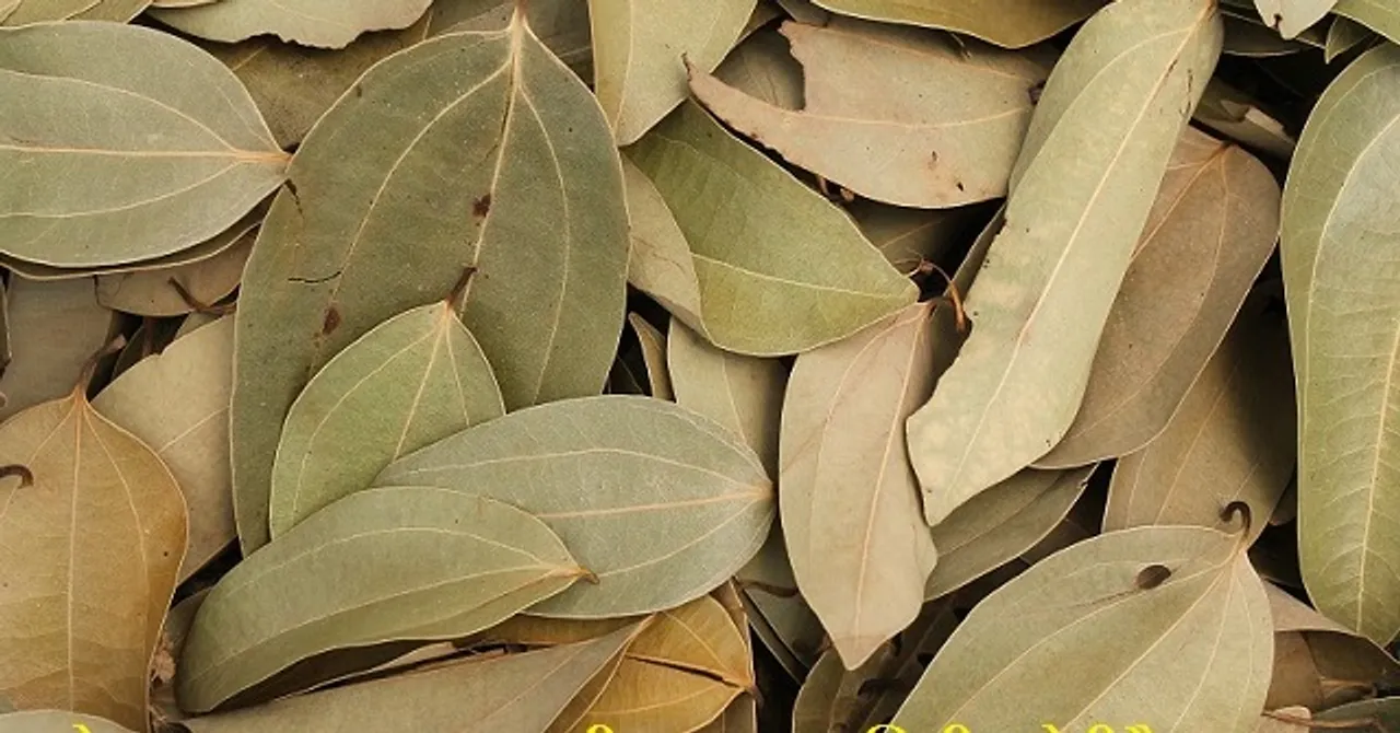  ତେଜ ପତ୍ରର ଔଷଧୀୟ ଗୁଣ . . . .