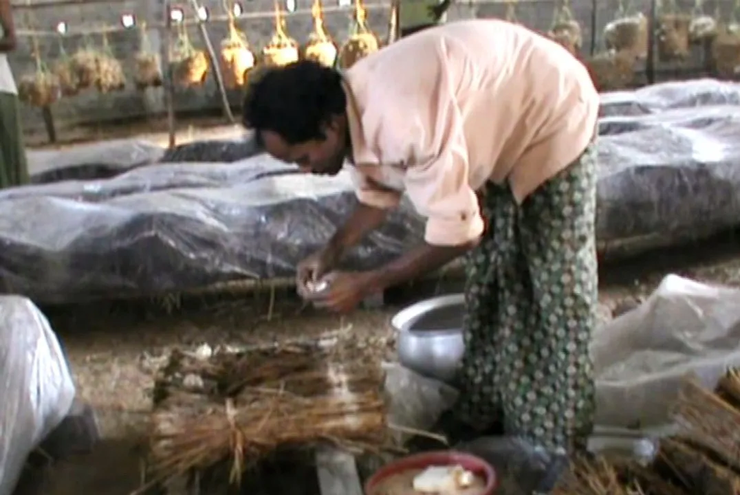  କମ୍ ଖର୍ଚ୍ଚରେ କରୁଛନ୍ତି ଅଧିକ ରୋଜଗାର । ଅଳ୍ପ ଜାଗାରେ ଛତୁ ଚାଷ କରି ମାସକୁ ପ୍ରାୟ ୨୦ ହଜାର ଟଙ୍କା ରୋଜଗାର କରି ଚାଷୀଙ୍କ ପାଇଁ ପ୍ରେରଣା ପାଲଟିଲେ ରବିନାରାୟଣ