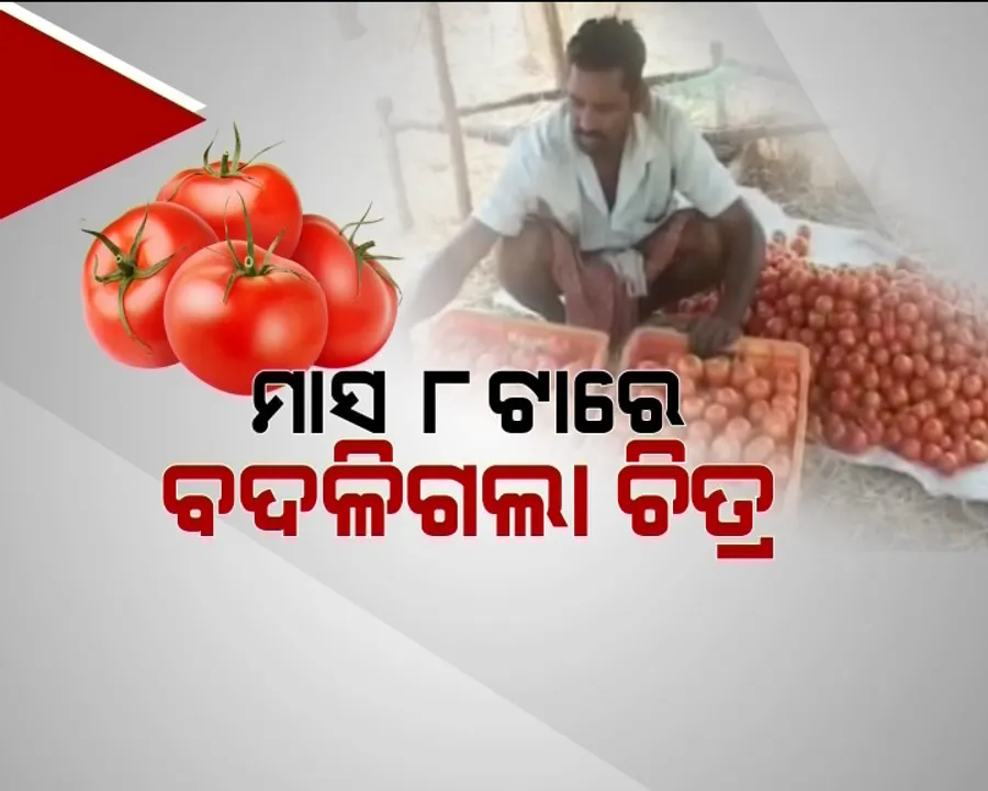  ଟମାଟୋର ଲୁଚକାଳି ଖେଳ ! କେବେ ୧୦୦ ତ ପୁଣି କେବେ ୨ । ମୁଣ୍ଡରେ ହାତ ଦେଲେଣି ଚାଷୀ, ବିଲରେ ସଢୁଛି ବିଲାତି