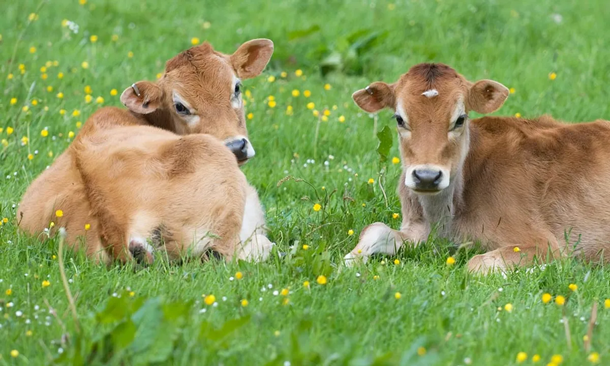  image courtesy - http://www.animalsaustralia.org 