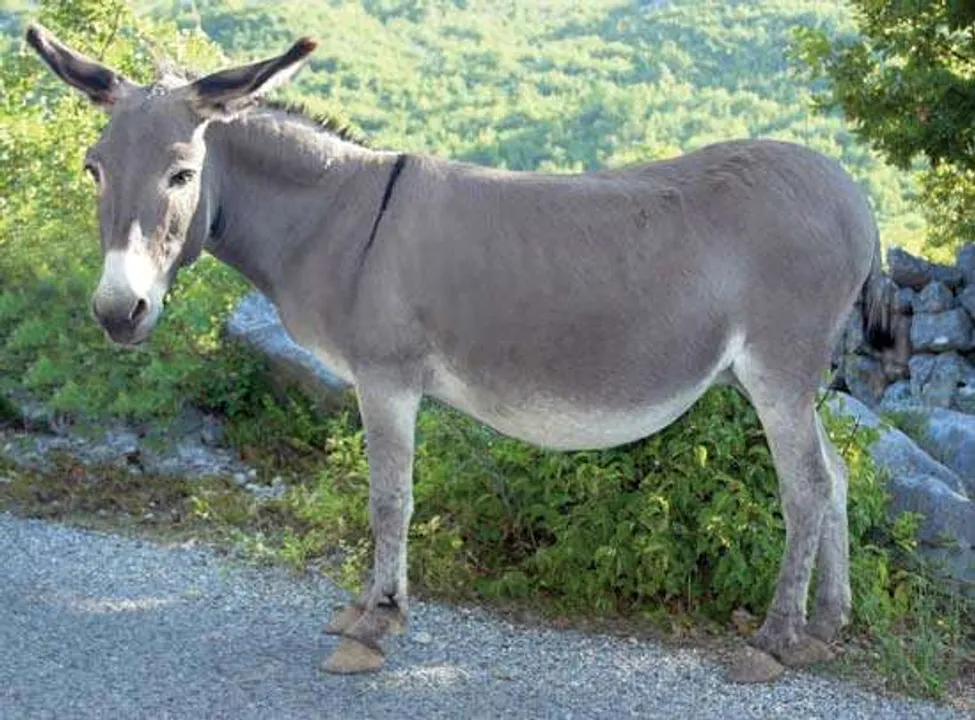  image courtesy - www.britannica.com 