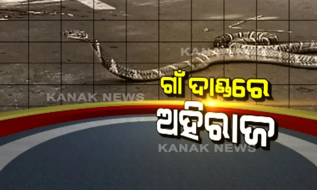  ଗାଁ ଦାଣ୍ଡରେ ବୁଲିଲା ୧୬ ଫୁଟିଆ ଅଜଗର, ଉଦ୍ଧାର କଲା ବନବିଭାଗ ।