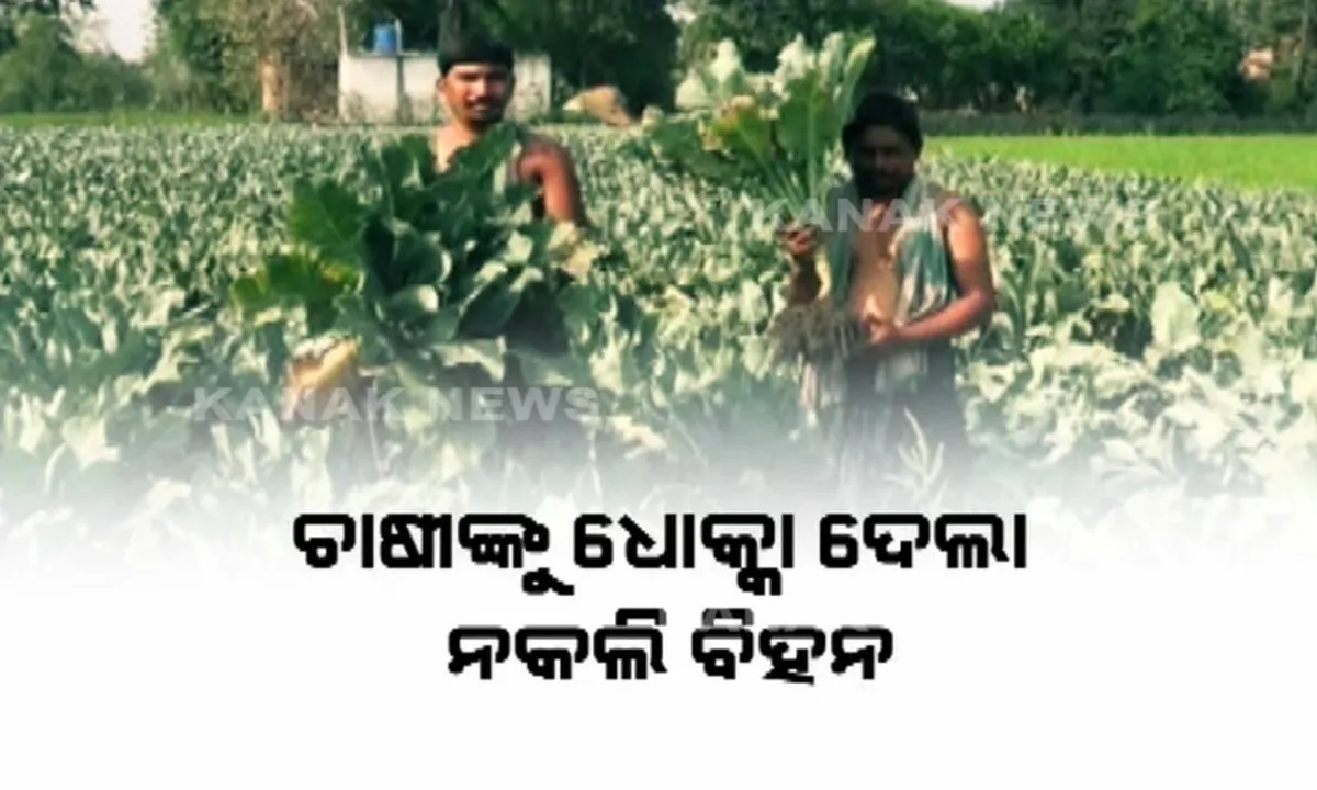  ବରଗଡ ଫୁଲ କୋବି ଚାଷୀଙ୍କୁ ଧୋକ୍କା ଦେଲା ନକଲି ବିହନ ! ଅଂଟାଏ ଉଚ୍ଚର ଗଛ ଅଛି ହେଲେ ଫୁଲ ନାହିଁ