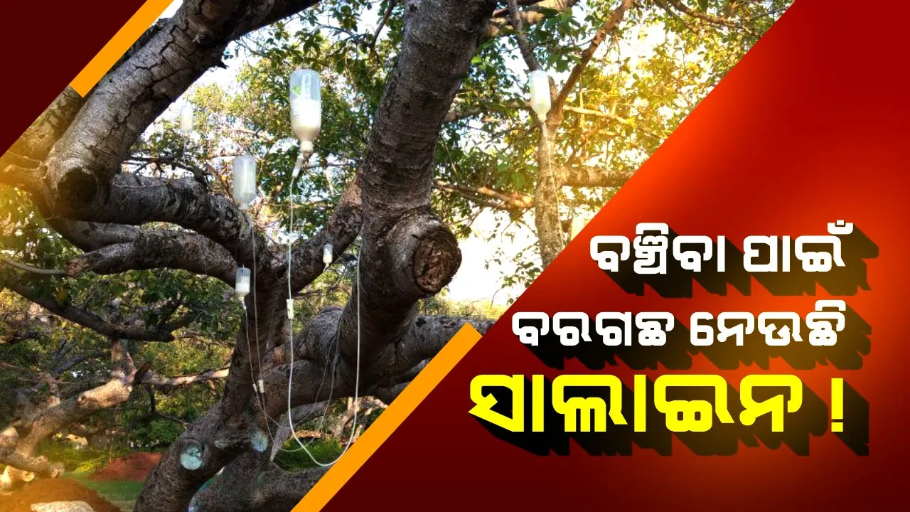  ବଞ୍ଚିବା ପାଇଁ ବୁଢା ବରଗଛ ନେଉଛି ସାଲାଇନ ! ୭୦୦ ବର୍ଷ ପୁରୁଣା ବିଶ୍ୱର ଦ୍ୱିତୀୟ ବୃହତ ବରଗଛକୁ ବଞ୍ଚାଇବା ପାଇଁ ଚାଲିଛି ଚେଷ୍ଟା, ଜାଣନ୍ତୁ କେଉଁଠି