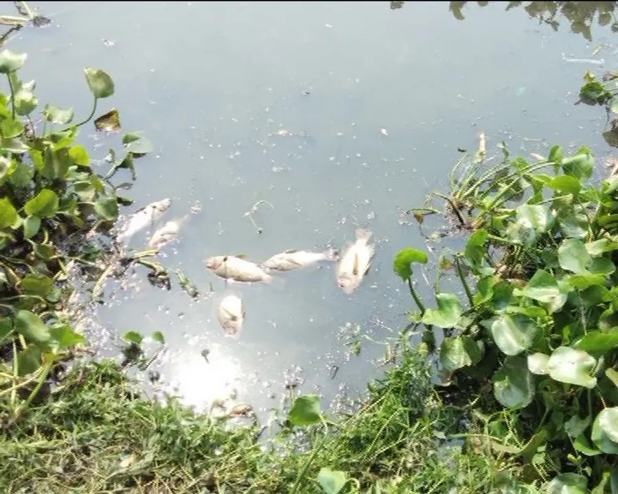  ପାରାଦ୍ୱୀପର ବଟନଦୀରେ ମାଛ ମଡକ : ପାଣିରେ ମରି ଭାସୁଛନ୍ତି ମାଛ, କାରଣ ଅସ୍ପଷ୍ଟ
