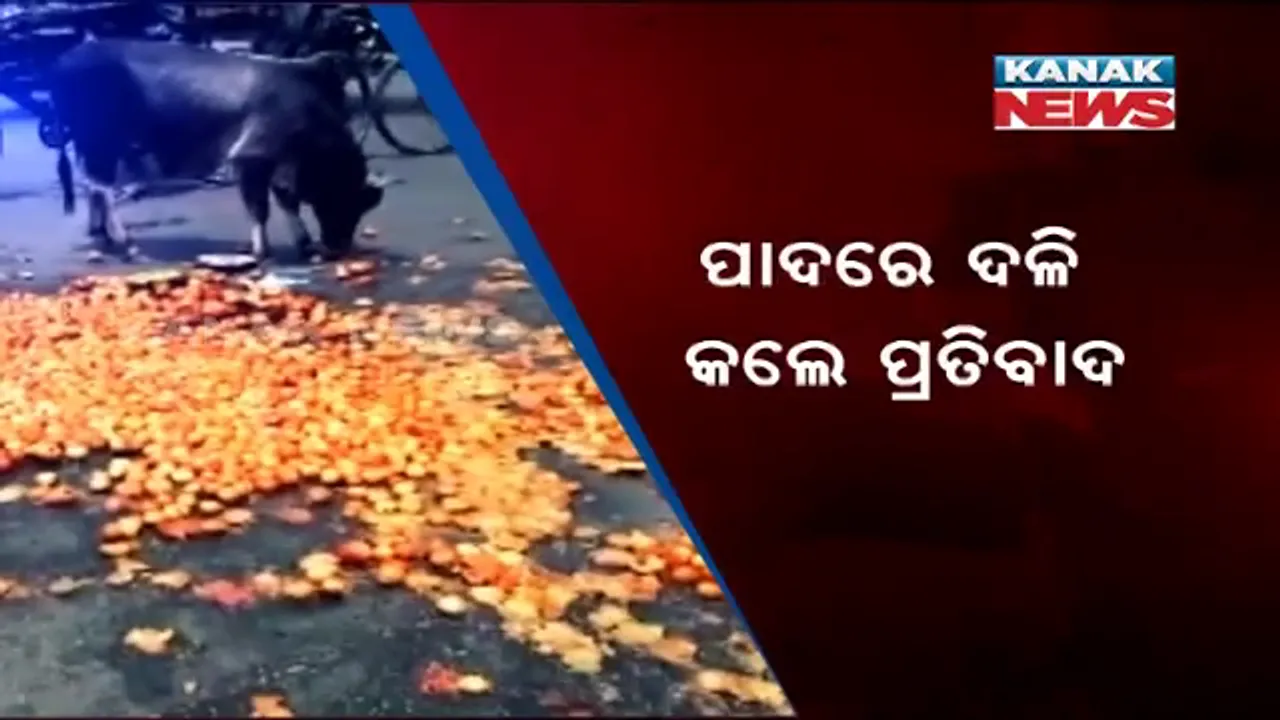  ପ୍ରତିବାଦ କରିବାର ନୂଆ ତରିକା ! ରାସ୍ତାରେ ଟମାଟୋ ପକାଇ ଗୋଡ଼ରେ ଦଳିଲେ ଚାଷୀ