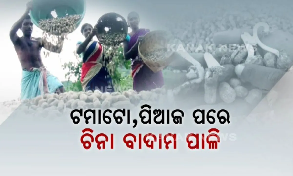  ମାଲକାନଗିରିରେ ବାଦାମ ଦୁଃଖ ! ବିକ୍ରି ହୋଇନପାରି ଜମିରେ ଗଜା ହେଲା ଅମଳ ଚିନାବାଦାମ