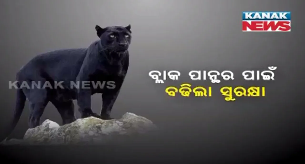  କଳାବାଘ ପାଇଁ ସୁନ୍ଦରଗଡ ଜଙ୍ଗଲରେ ବଢିଲା ସୁରକ୍ଷା ! ନଜର ରଖିବା ପାଇଁ ବନ ବିଭାଗ କଲେ ୱାଚ୍ ଟାୱାର