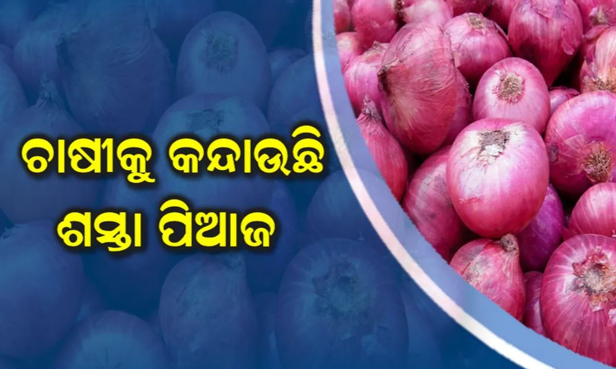  ପିଆଜ ଚାଷ କରି କାନ୍ଦୁଛି ଚାଷୀ ! ଭଲ ଅମଳ ହୋଇଥିଲେ ମଧ୍ୟ ବିକ୍ରି କରିବା ପାଇଁ ନାହିଁ ବାଟ, ଶସ୍ତାରେ କିଣିନେଉଛି ଆନ୍ଧ୍ର ଓ ପଶ୍ଚିମବଙ୍ଗ ।