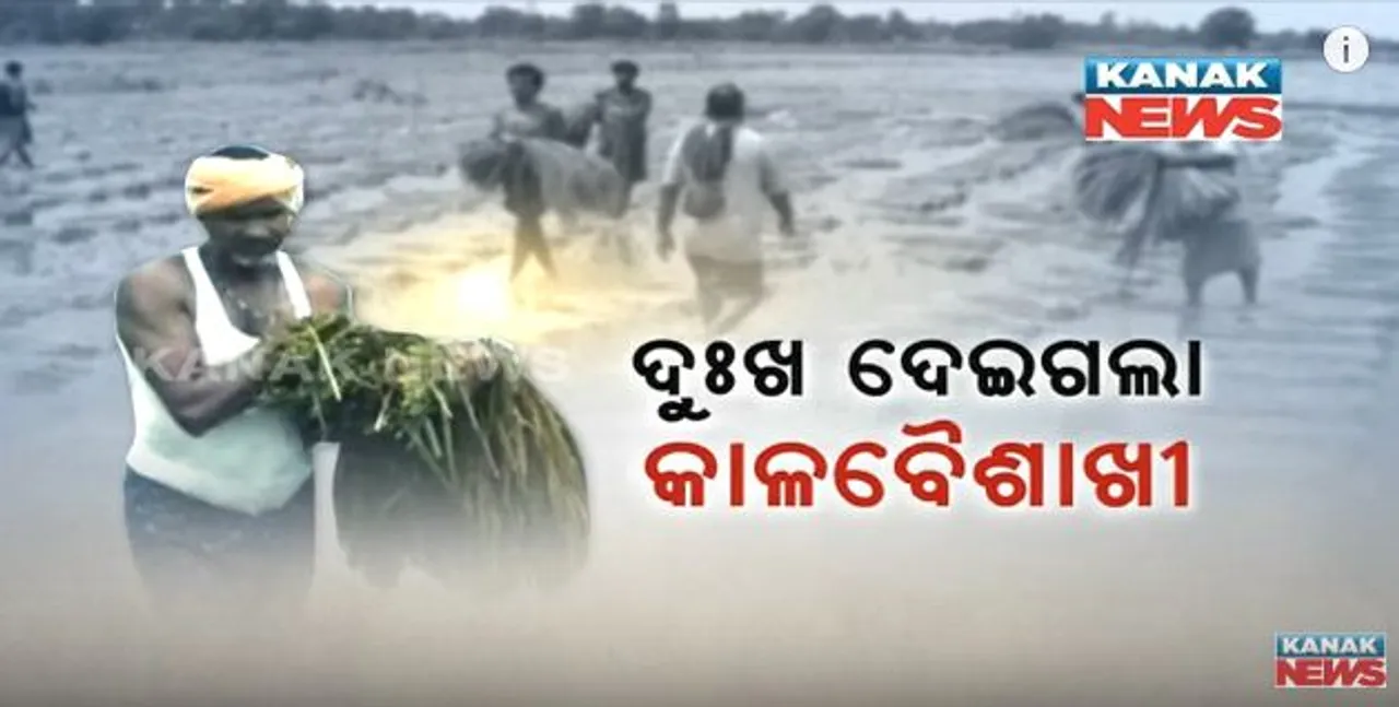  ଫସଲ ଧୋଇ ନେଲା ଅଦିନିଆ ବର୍ଷା ! କାଳବୈଶାଖୀ ବର୍ଷାରେ ଜମିରେ ଶୋଇଲା ପାଚିଲା ଧାନ, କରଜ ସୁଝିବା ଚିନ୍ତାରେ ଚାଷୀ
