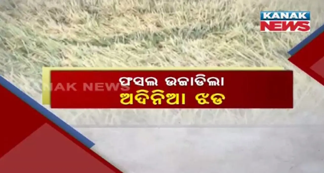  ସୁବର୍ଣ୍ଣପୁର ଚାଷୀଙ୍କ ଆଶା ଧୋଇନେଲା କାଳବୈଶାଖୀ ! ଅଦିନଆ ଝଡବର୍ଷା ମାଡରେ ଜମିରେ ଶୋଇଲା ପାଚିଲା ଧାନ