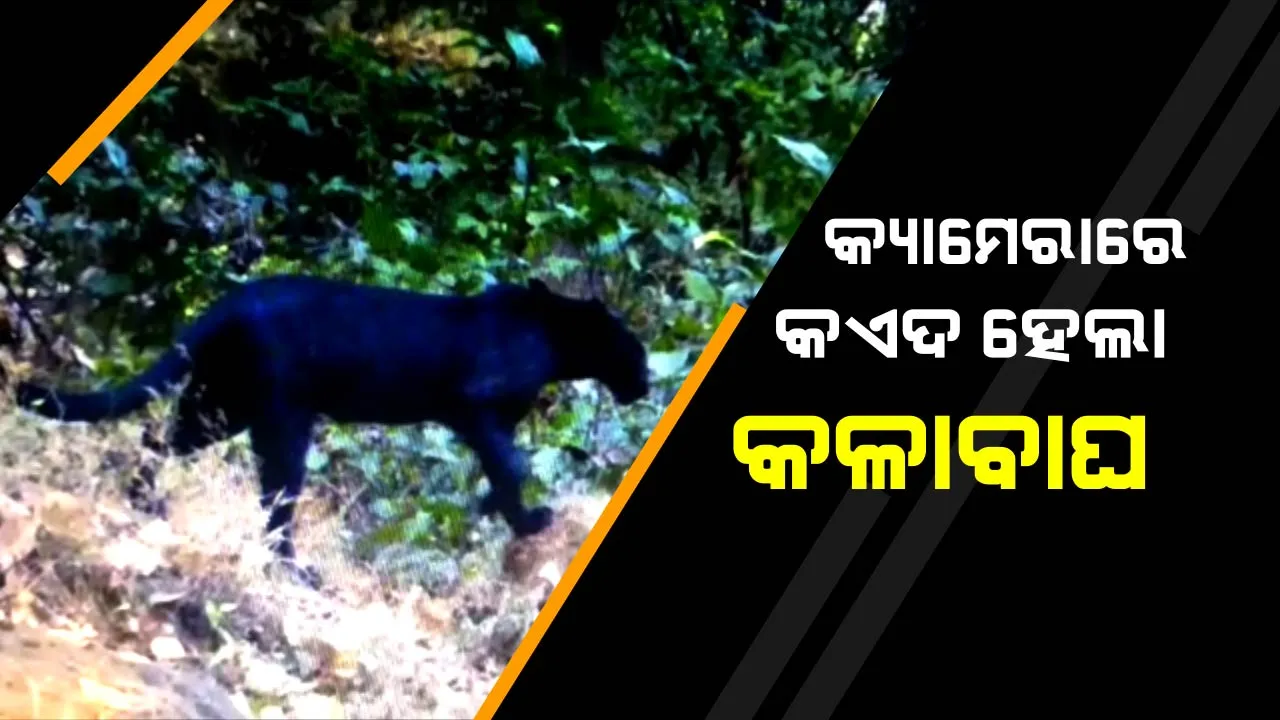  ଆଗରୁ ଶୁଣିଥିଲୁ , ଏବେ ଦେଖିଲୁ ! ଓଡ଼ିଶା ଜଙ୍ଗଲରେ ବୁଲୁଛି ବ୍ଲାକ ପାନ୍ଥର