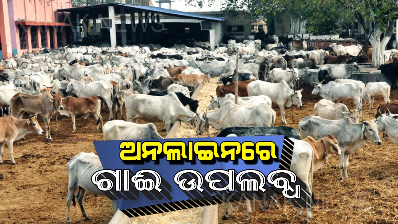  ଘରେ ବସି କିଣାବିକା କରିପାରିବେ ଗାଈ, ମଇଁଷି : ଏଣିକି ଅନଲାଇନରେ ଗାଈ ହେଲା ଉପଲବ୍ଧ