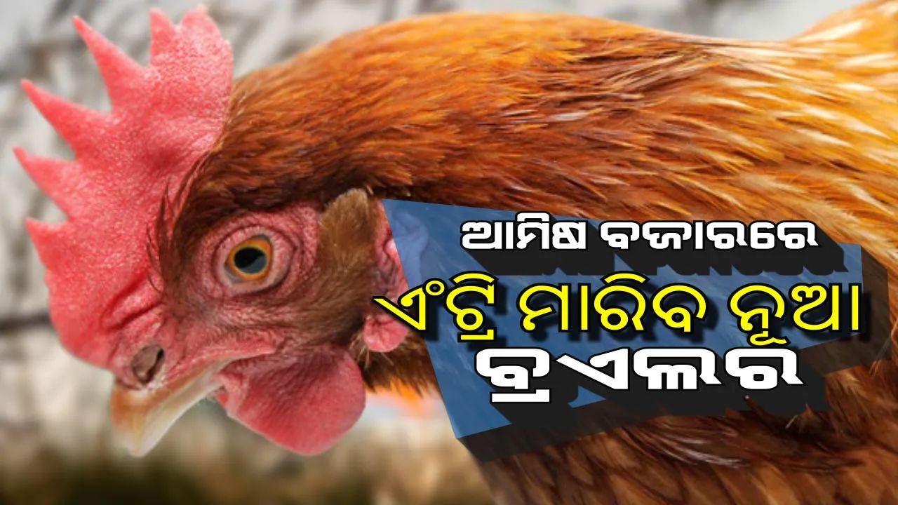  ୫ ବର୍ଷର ଗବେଷଣା ପରେ ଓୟୁଏଟିକୁ ମିଳିଛି ସଫଳତା : ବିକଶିତ କରିଛନ୍ତି ନୂଆ ପ୍ରଜାତିର କୁକୁଡା, ବଜାରରେ ଶୀଘ୍ର ଉପଲବ୍ଧ ହେବ ବ୍ରଏଲର କୁକୁଡା