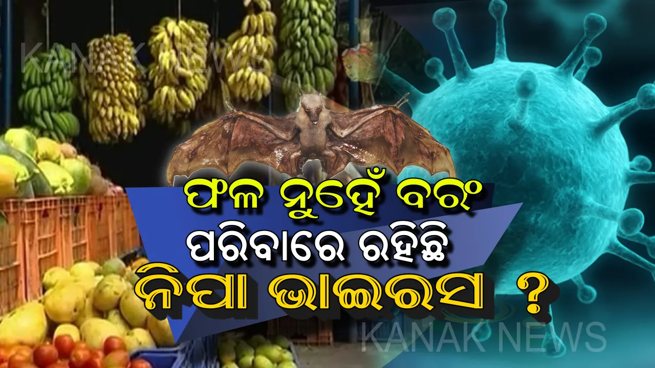  ଭୟଙ୍କର ରୂପ ନେଲା ନିପା ଭାଇରସ୍: ଫଳ ନୁହେଁ ବରଂ ଆପଣ ଖାଉଥିବା ପରିବାରେ ବସା ବାନ୍ଧିଛି ମୃତ୍ୟୁର ବାହକ