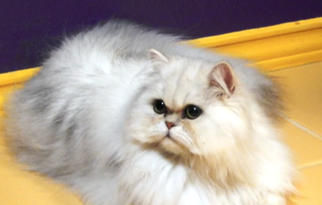  source :Cats of Persia 