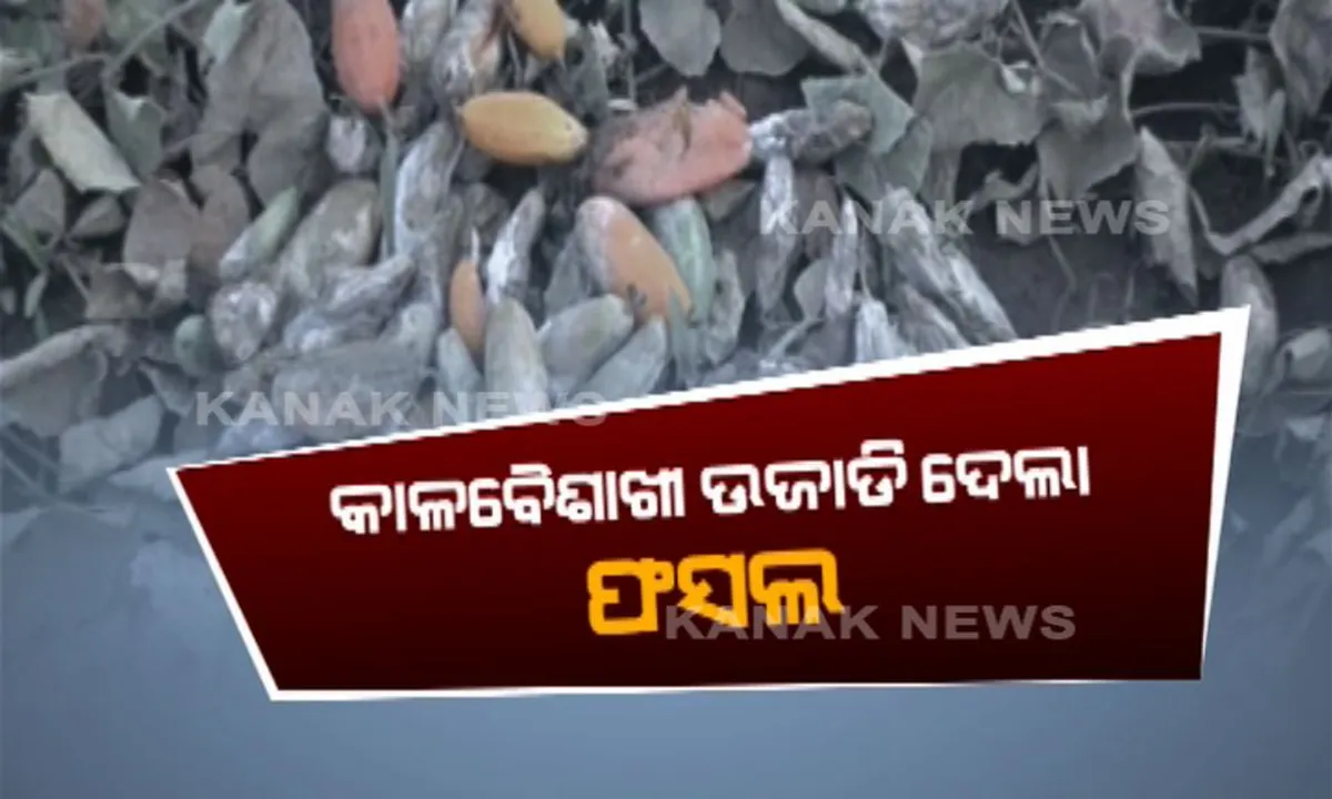  ଆଶା ଧୋଇନେଲା କାଳବୈଶାଖୀ ! ଅଦିନିଆ ବର୍ଷା ମାଡରେ ଜମିରେ ସଢ଼ିଗଲା ପରିବା