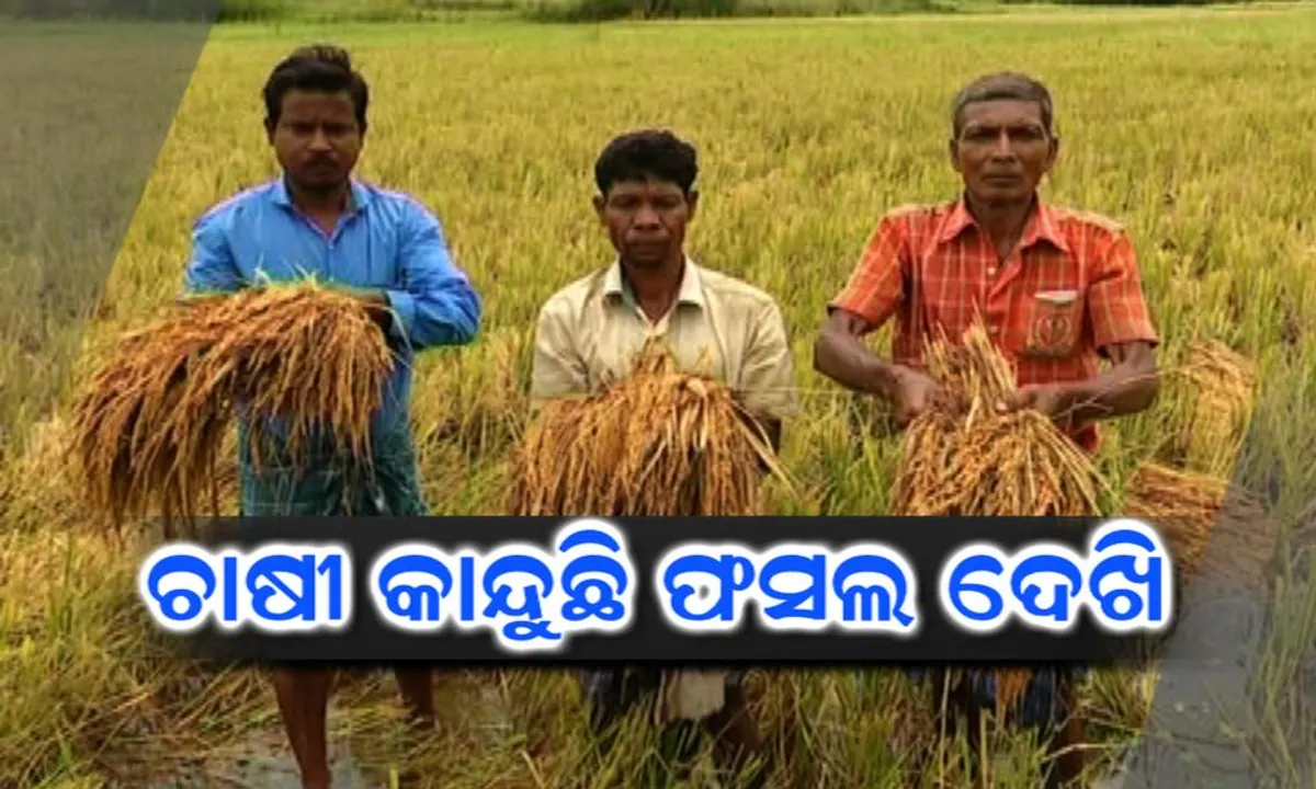  କାଳବୈଶାଖୀ ଉଜାଡି ଦେଲା ସୁନାର ଫସଲ ! କ୍ଷତିଗ୍ରସ୍ତ ଫସଲ ଦେଖି କାନ୍ଦୁଛନ୍ତି ଚାଷୀ ।
