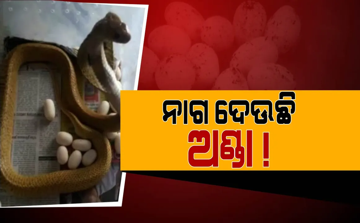  ଭୁବନେଶ୍ୱରରେ ନାଗସାପ ଦେଲା ୨୩ଟି ଅଣ୍ଡା ! ଭାଇରାଲ ହେଲା ନାଗସାପ ଅଣ୍ଡା ଦେବାର ଭିଡ଼ିଓ