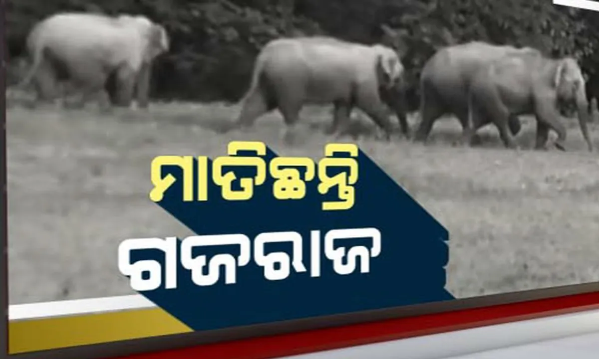  ଓଡିଶା-ଆନ୍ଧ୍ର ସୀମାନ୍ତ ଛାଡୁନାହାନ୍ତି ଗଜରାଜ ! ଚିନ୍ତାରେ ବନବିଭାଗ