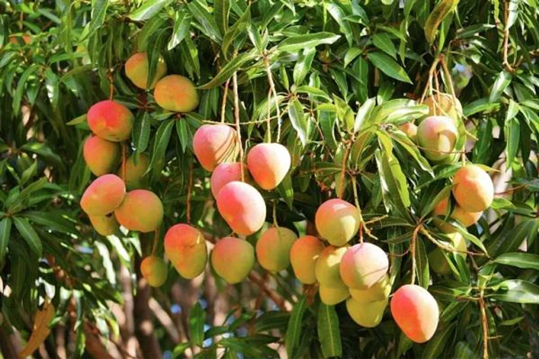  image courtesy - http://www.ada.lk 