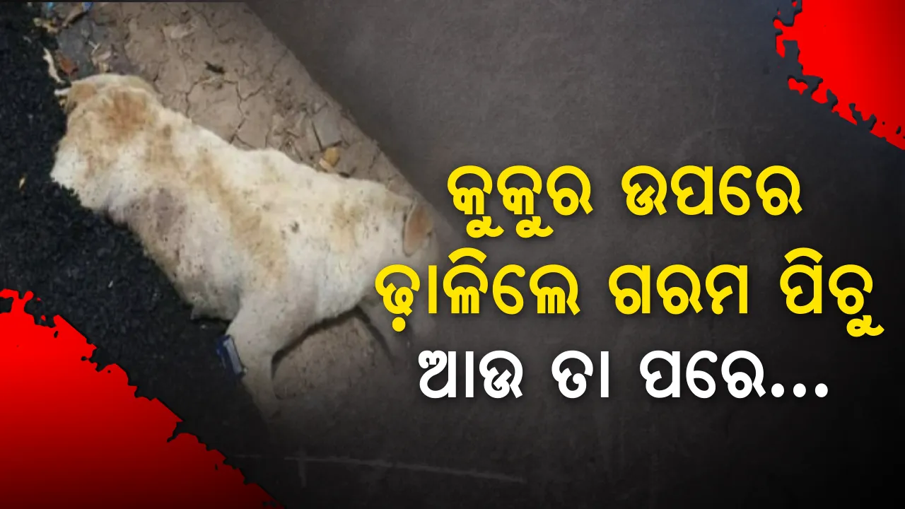  କେତେ ନିର୍ଦ୍ଦୟ ହୋଇପାରେ ମଣିଷ ! ଶୋଇଥିବା କୁକୁର ଉପରେ ତତଲା ପିଚୁ ଢ଼ାଳିଦେଲେ, ଯନ୍ତ୍ରଣାରେ ଛଟପଟ ହେଉଥିବା ବେଳେ ନିର୍ମାଣ କଲେ ରାସ୍ତା