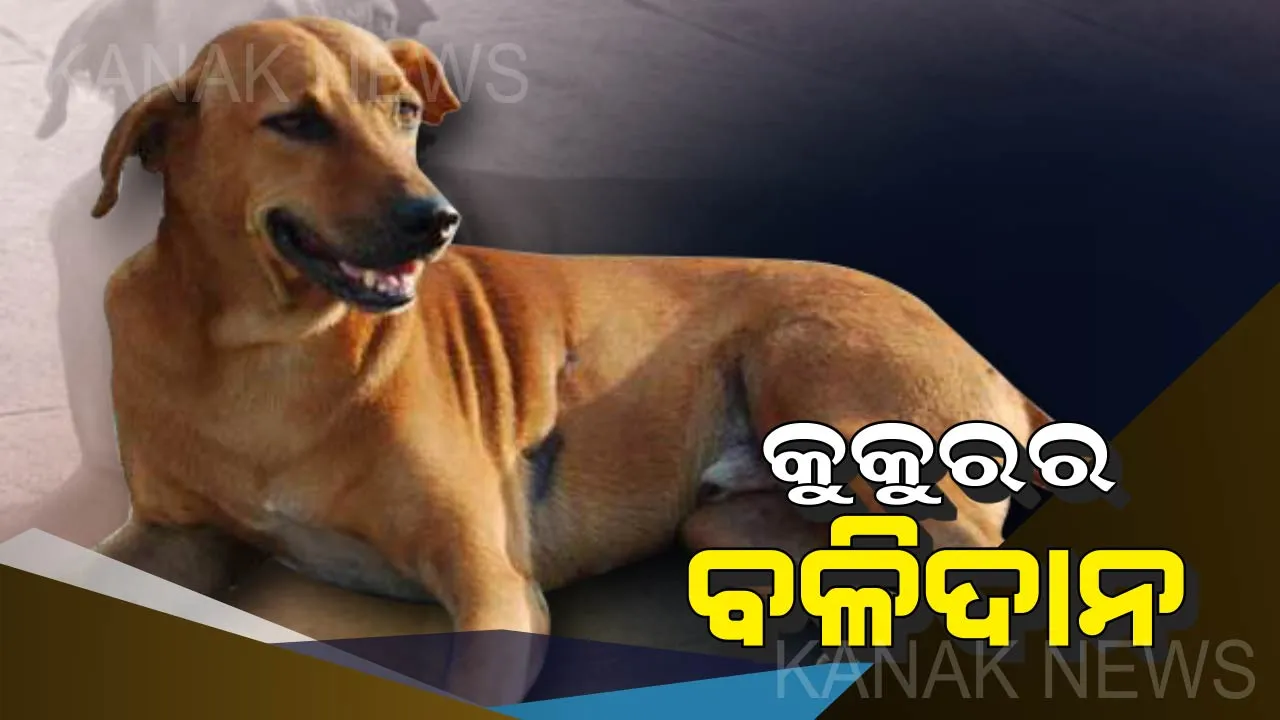  କୁକୁରକୁ ମିଳିଲା ବମ୍ ! ବାରମ୍ବାର ଭୁକିବା ପରେ ବି ଆସିଲେନି କେହି, ଶେଷରେ ନିଜ ବଳିଦାନ ଦେଇ ବଂଚାଇଦେଲା ହଜାର ହଜାର ଲୋକଙ୍କ ଜୀବନ