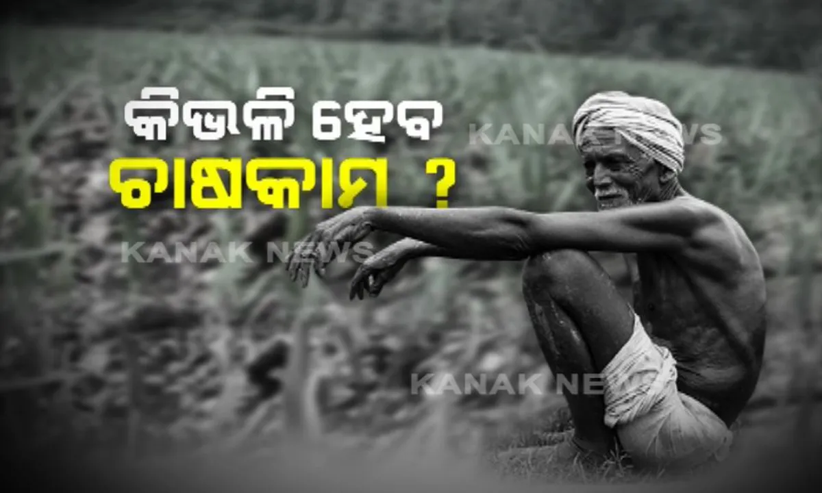  ଗାୟବ ହେଲା ମୌସୁମୀ ! ଚିନ୍ତାରେ ଚାଷୀ, କିଭଳି ହେବ ଚାଷକାମ ?