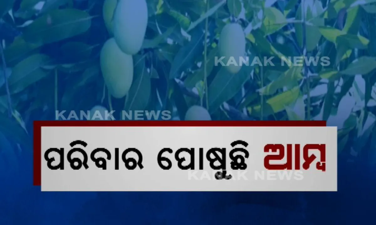  ଆଦିବାସୀଙ୍କ ପରିବାର ପୋଷୁଛି ଆମ୍ବଚାଷ : ଦିଲ୍ଲୀ, ଉତ୍ତରପ୍ରଦେଶ ଓ ପଞ୍ଜାବ ସହରରେ ବିକ୍ରି ହେଉଛି ବାଙ୍ଗିରିପୋଷି ଆମ୍ବ