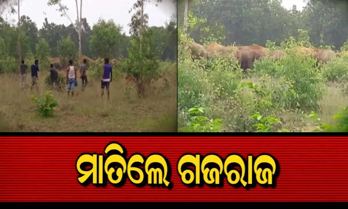  ଗାଁରେ ପଶିଛନ୍ତି ଜଙ୍ଗଲୀହାତୀ ! ଧାନଫସଲ ନଷ୍ଟ କରିବା ସହ ଆତଙ୍କ ଖେଳାଉଛନ୍ତି ହାତୀପଲ