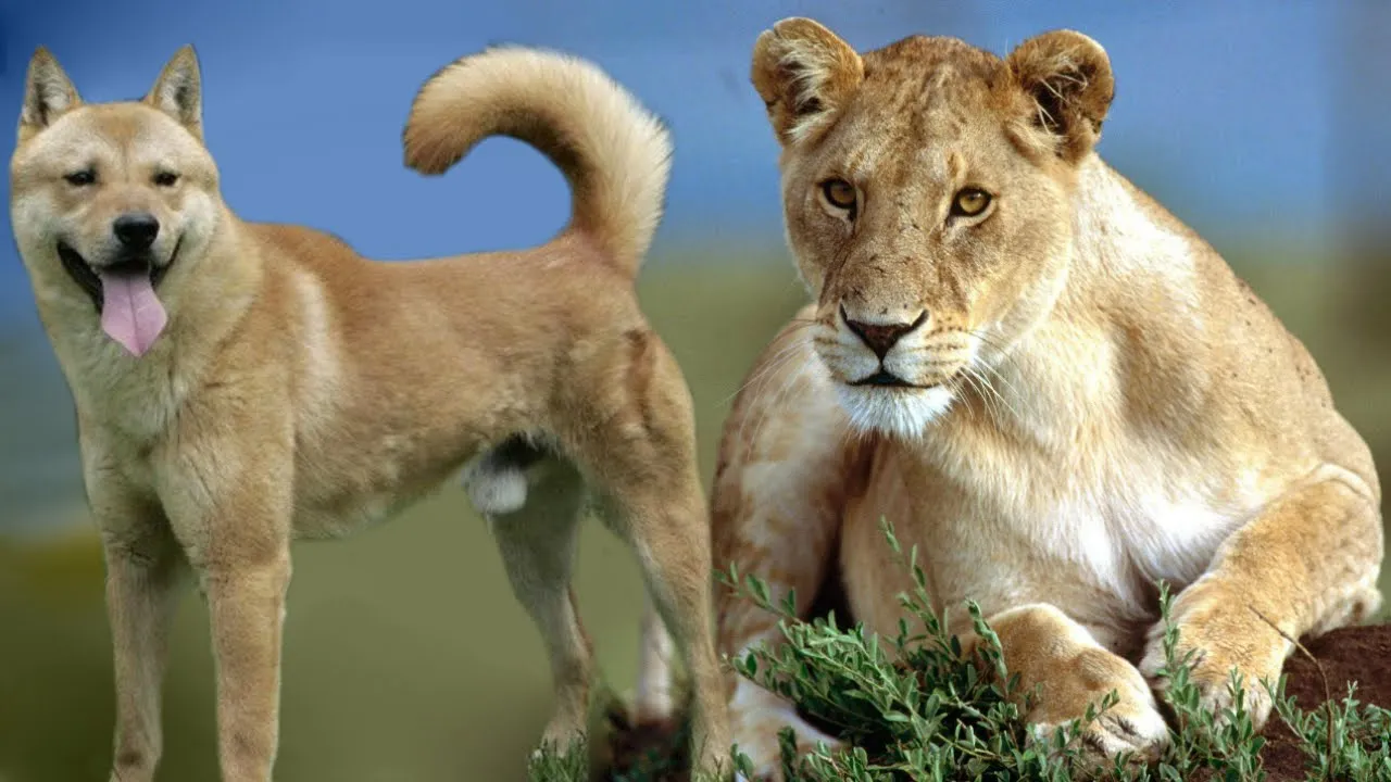 image courtesy - www.youtube.com 